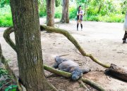 Kunjungan Wisata di Indonesia Anjlok, Pengeluaran Turis Ikut Menyusut