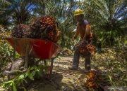 Ekspor Minyak Sawit RI Tembus 2,88 Juta Ton, Refined Palm Oil Jadi Primadona